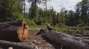 Best Stump Grinding and Removal  in Ware Shoals, SC